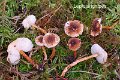 Lepiota ignipes-amf2183